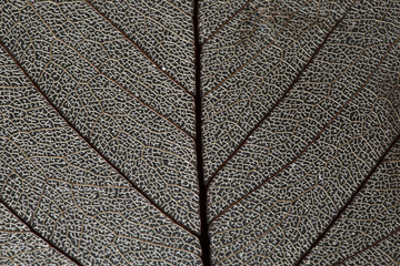 abstract leaf macro shot