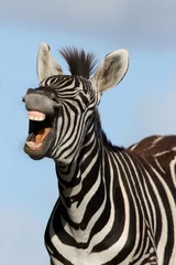 Vlies Fototapete Zebra Lachendes Zebra