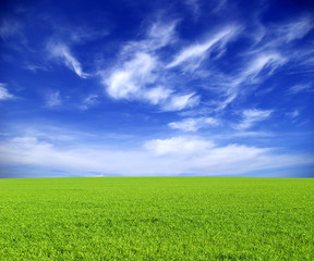 Fototapeta premium field