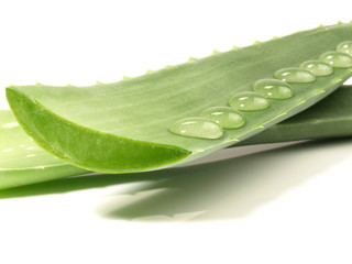 Aloe Vera Blätter mit Wassertropfen