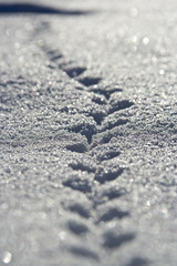 Winter, footprints in the snow