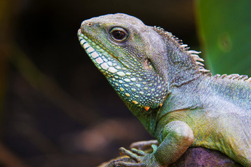 Chameleon