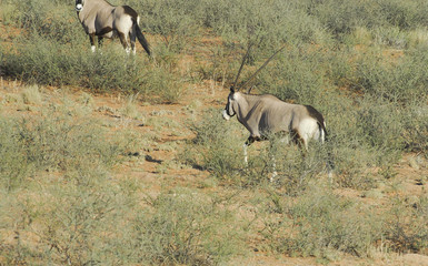 Oryxantilope