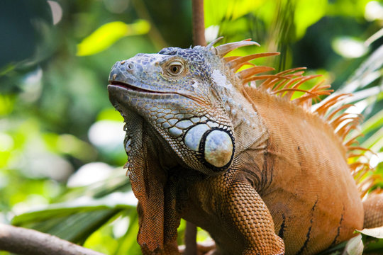 Leguan