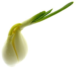 oignon fond blanc