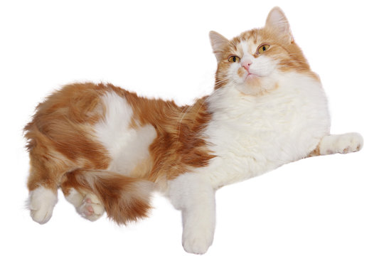 kat