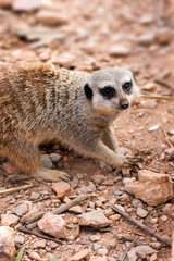 Meerkat