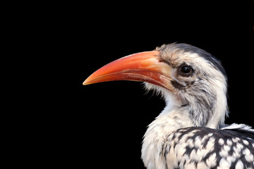 Red Billed Hornbill