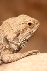 Bearded Dragon