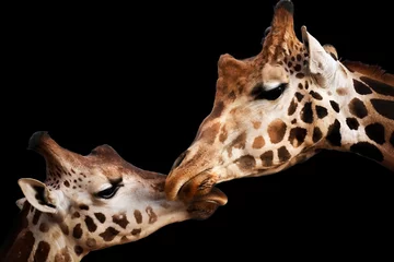 Crédence de cuisine en verre imprimé Girafe Tender moment with giraffes