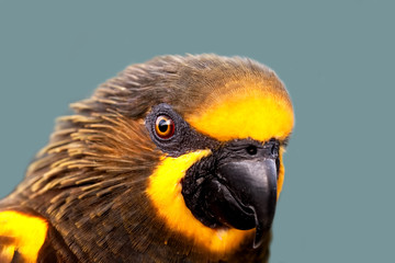 Duyvenbode's Lory