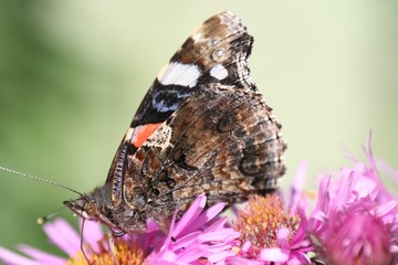 Schmetterling