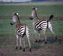 Zebra_114845
