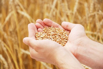 Grain of the wheat in hands of the person