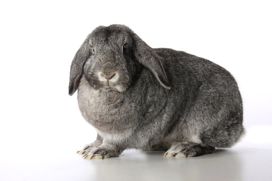 Hase