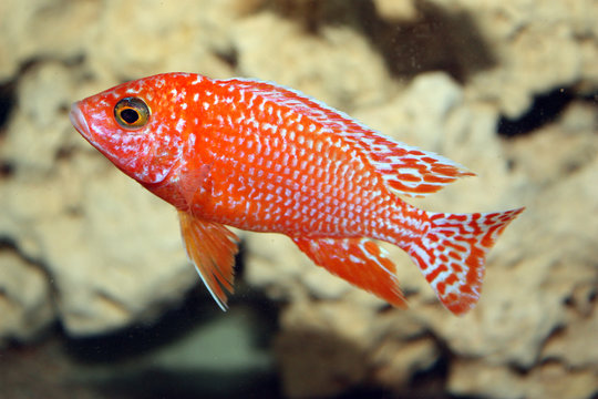 aulonocara fire fish