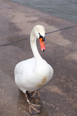 weißer Schwan auf Beton