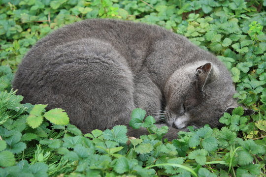 curled grey cat