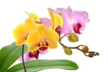 Fototapeta na wymiar Orchideen 41