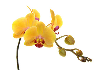 Orchideen 33
