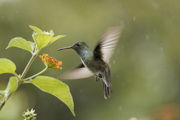 Fototapeta na wymiar Colibri lub koliber