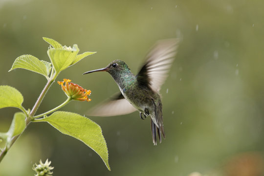 Colibri ou oiseau mouche
