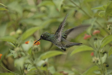 Colibri ou oiseau mouche