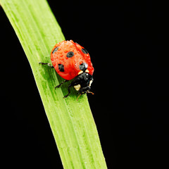 ladybug isolated on black
