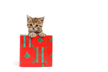 cat in gift box