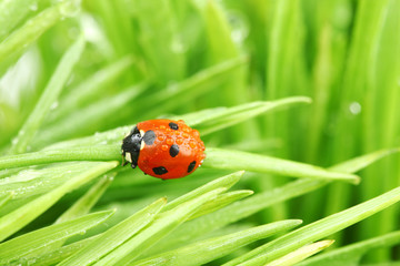 ladybug on grass