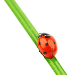 ladybug on grass