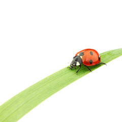 ladybug on grass