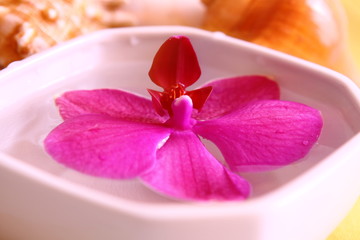 wellness,orchidee