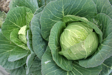 Obraz premium Cabbage
