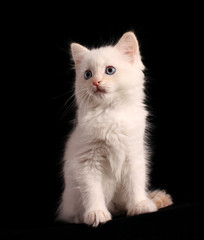Young white kitten on black background