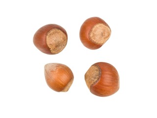 Four hazelnuts isolated on a white background