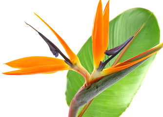 Obraz premium tige feuille strelitzia, oiseau paradis fond blanc