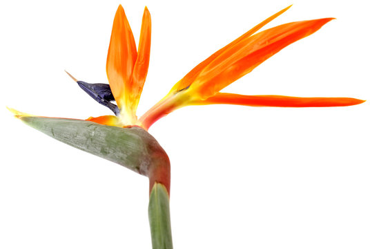 tige strelitzia, oiseau paradis fond blanc