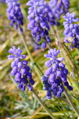 Muscari