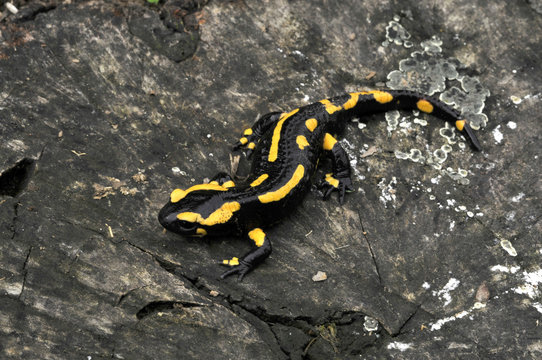 Salamandre sur souche