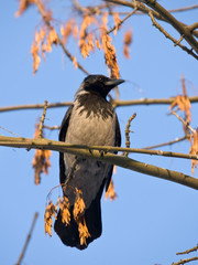 crow on a maple branch