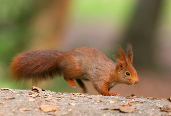 Red Squirrel jumping into the focus