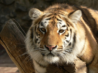 tiger on a branch