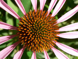 echinacea top view