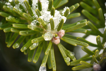 frozen pine