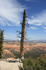 Obraz premium Dead tree in close to Bryce Canyon