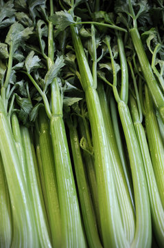 container of celery in industry of packaging