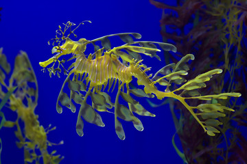 Naklejka premium Yellow Sea dragon