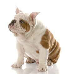bulldog puppy with ears standing straight up - three months