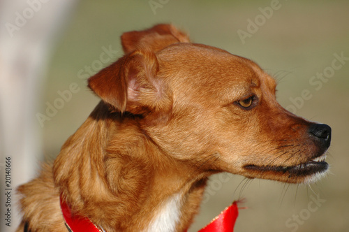 "Hund mit Überbiss" Stockfotos und lizenzfreie Bilder auf